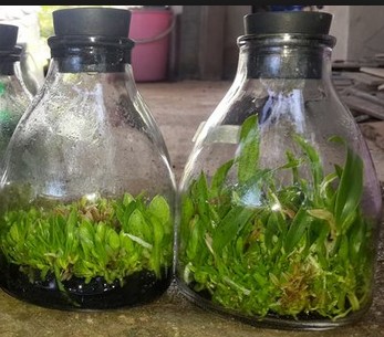 Chai nuôi cấy mô